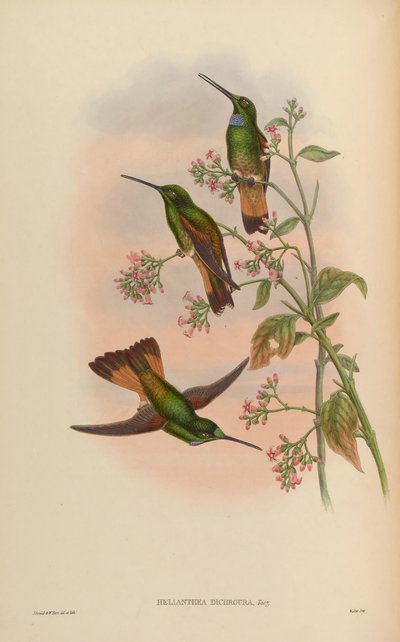 Monographie des Trochilidae, ou famille des colibris - John Gold